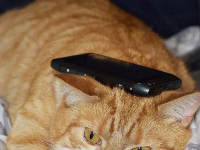 Veterinary Home Visit: Understanding the Experience