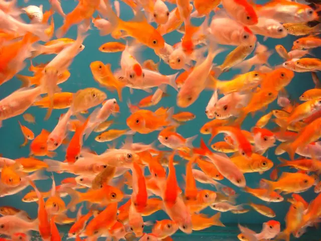 Ancient riverbeds in Australia are currently bustling with microorganisms that produce vibrant pink...