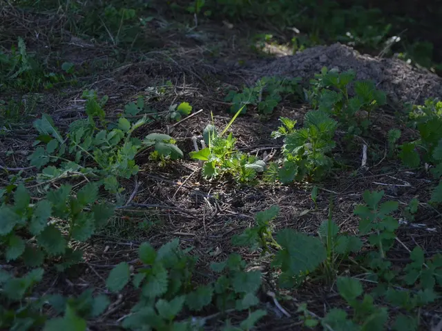 Advantages of Consuming the Pinnacle of Nutritious Greens
