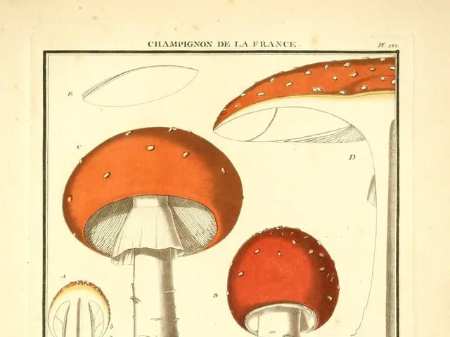 Enhancing Creativity and Divergent Thinking: Top Nootropics to Consider