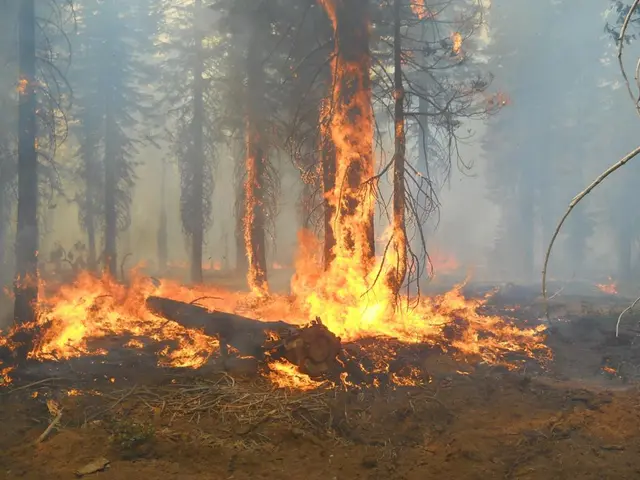 Unseen life forms in forest soil, consumed by flames during a wildfire