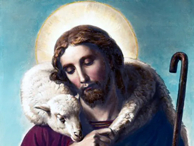 Border Disease Spreading: German Authorities Offer Alert