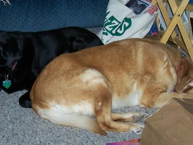 Strategies for Preventing Envy in Your Dog Over a Newborn Baby