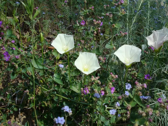 Nutrias proliferating in Germany, posing detrimental effects on wildlife conservation efforts