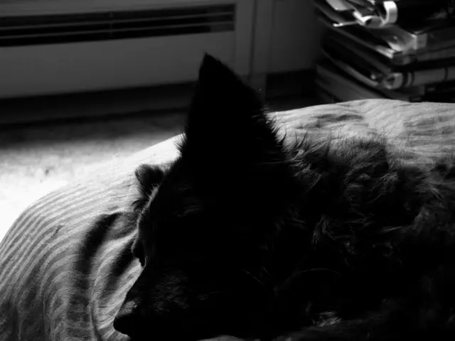 Uncovered Evidence: Altered Documents Concerning a Mentally Ill Detainee Who Perished in Cloverhill...