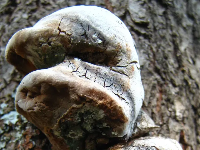 Soil Mold's Impact on Plants: A Double-Edged Sword?