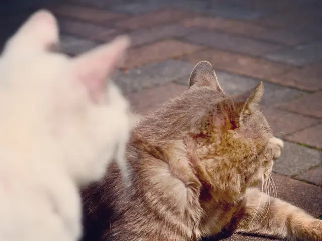 Cats' Susceptibility to Allergies Examined