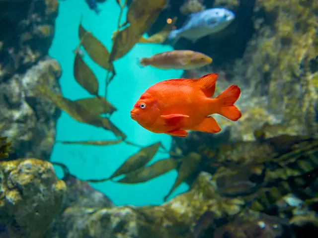 The efficacy of fish oil for managing high cholesterol and blood pressure: A viable solution?