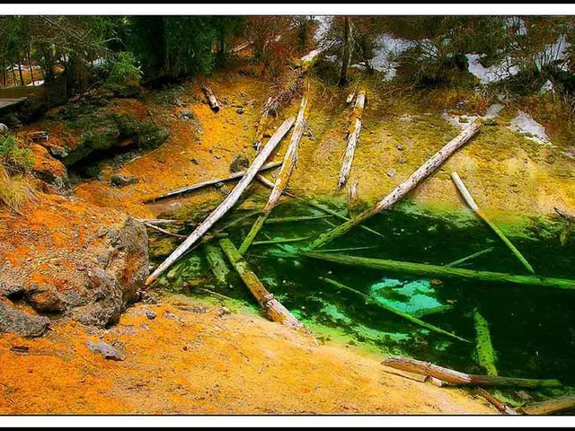 Maritime Pine Bark Extract Promotes Brain Health During Aging Process