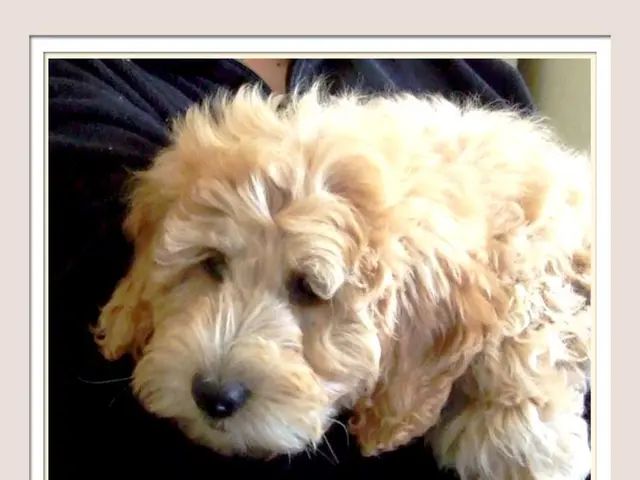 Strategies for soothing your pooch at the veterinary clinic: Insights from a seasoned professional