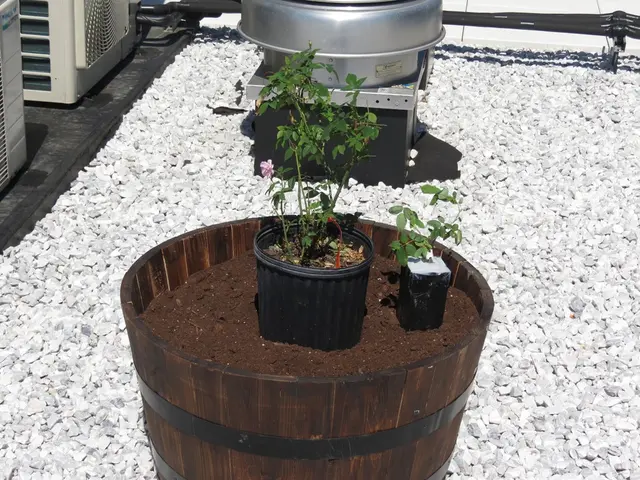 Various Uses of Calcium Hydrogen Phosphate: From Fertilizer Applications to Food Additives