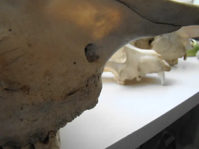 Atlantic's Newfound Manta Ray Species Unveiled