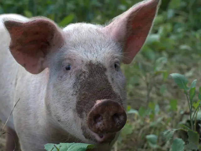 Wild pigs roaming California discovered to have bluish tint on their bodies; authorities issue...