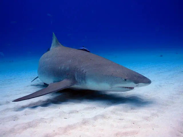 Investigative Spotlight: Guardians of the Ocean - Dolphins