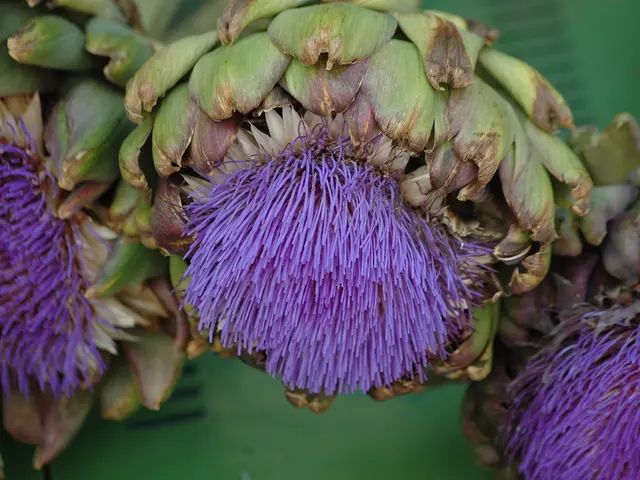 Advantages of Artichoke for Skin Wellness: Counteracting Solar Damage and Preventing Early Aging
