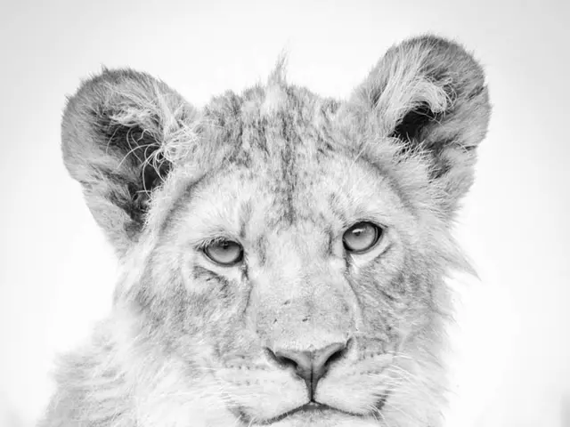 Zoological Park Leipzig euthanizes three newborn tigers