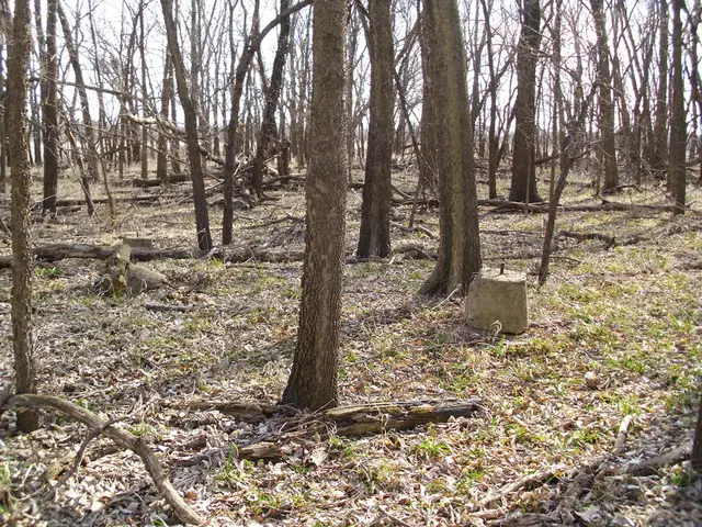 Decline in Europe's Forest Carbon Storage Capacity: Can We Reverse the Negative Trend?