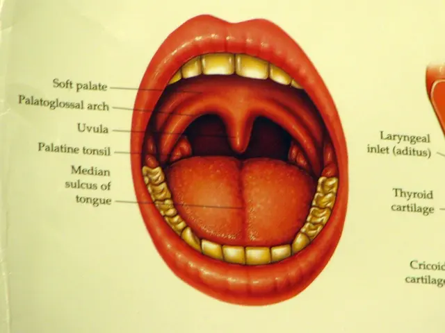 The Role and Biology of the Oral Cavity within the Digestive Apparatus