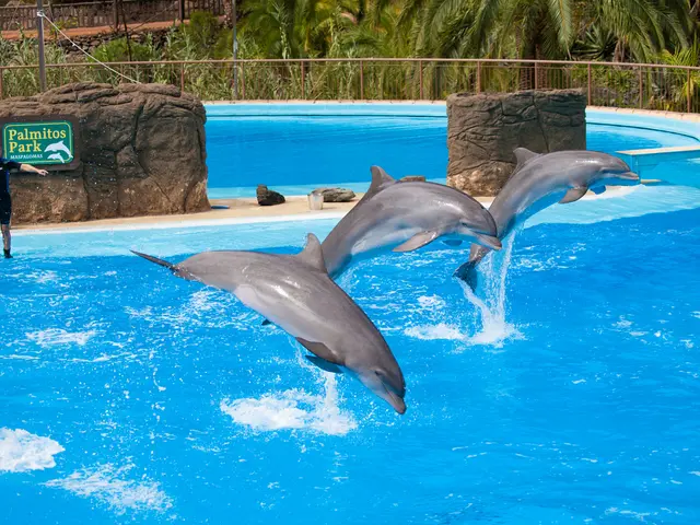 Florida Dolphins Nourishment Issues Linked to Algae Blooming Caused by Human Wastewater