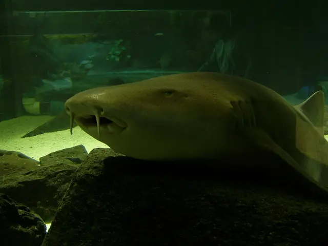 Fish Tank Testing: Identifying Essential Parameters to Check (Reason For) in Tank-Only and Reef...