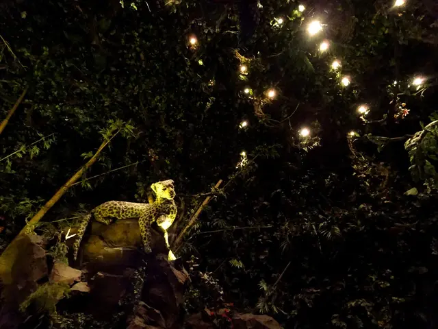 Cheetah snapped at Columbus Zoo and Aquarium, Ohio