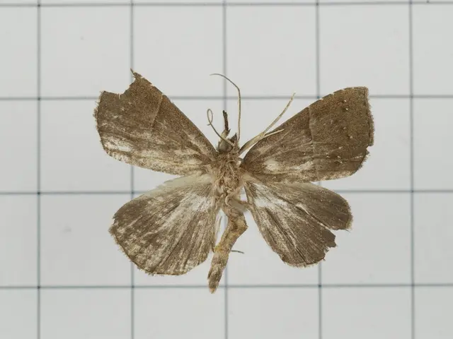 Effect of Infestations on the State of Housing Estates