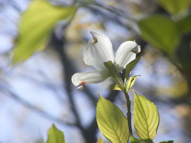 Enhanced Focus and Concentration through Phosphatidylserine Utilization