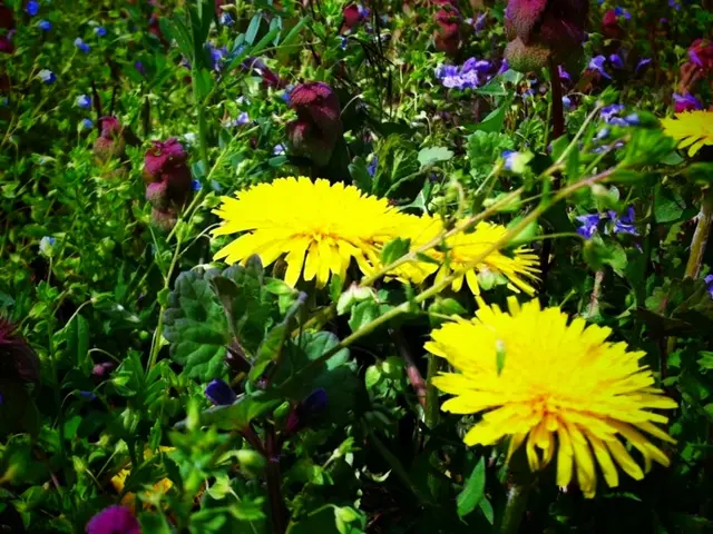 Mitral Valve Repair Surgery: A Surgical Procedure to Mend the Heart's Mitral Valve