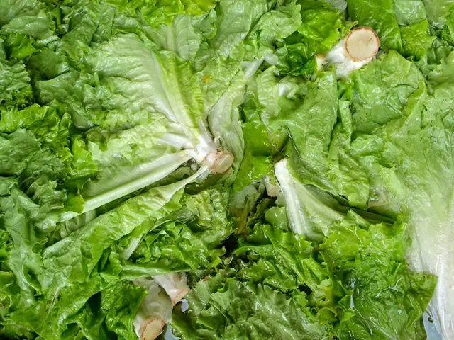 Infestation of Powdery Mildew in Greenhouse-Grown Lettuce Crops