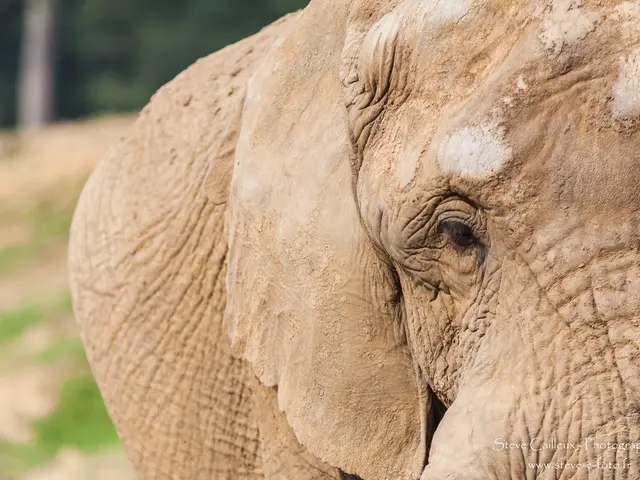 Unveiling Motty: The Unique Crossbreed Elephant Whose Brief Existence Continues to Puzzle...