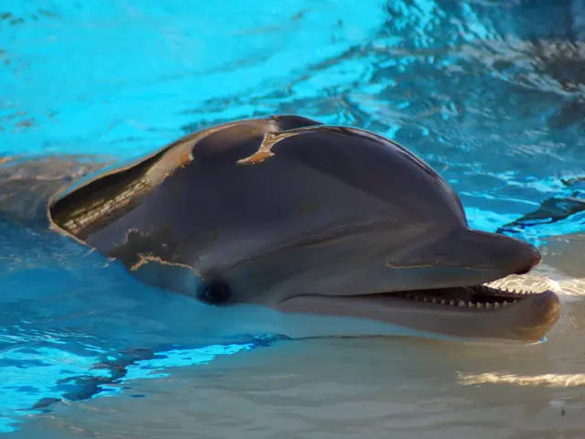 Harmful algae proliferation imperils dolphin sanctuary in Australia
