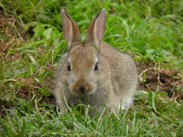 Genetically engineered rabbits modeled after Mary Shelley's "Frankenstein" character emerged in the...