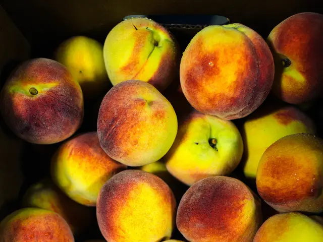 Dacha outperforms seed: Discovering the advantages and debunking apple myths.