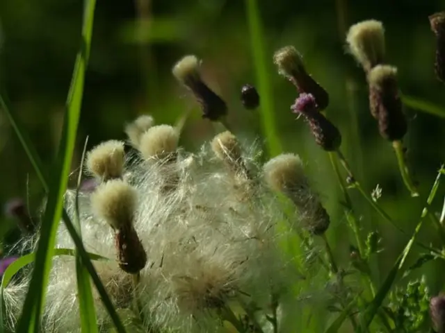 Circadian Rhythm Studies and Crop Harvesting Based on Time of Day