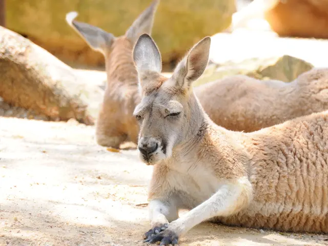 Understanding Ticks: A Comprehensive Guide