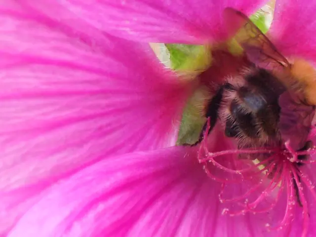 Unraveling Figs and Figs: The Reverse Metamorphosis of Figs Exposed - Bees Perishing Inside the...