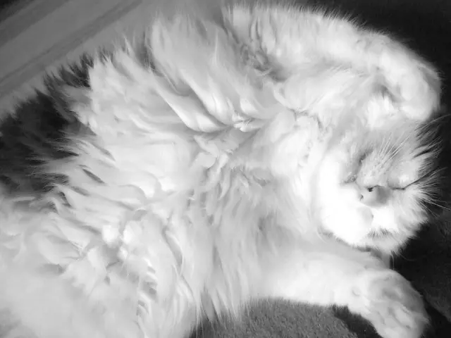 This cat is sleeping. It is white and black color.