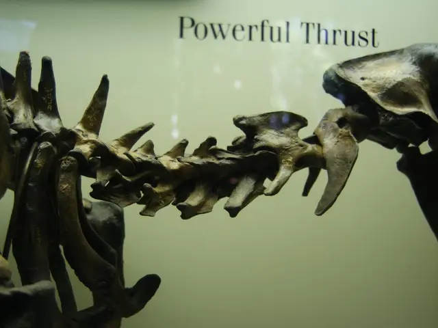 In this picture there is a skeleton. At the back there is text on the board. In the foreground it...