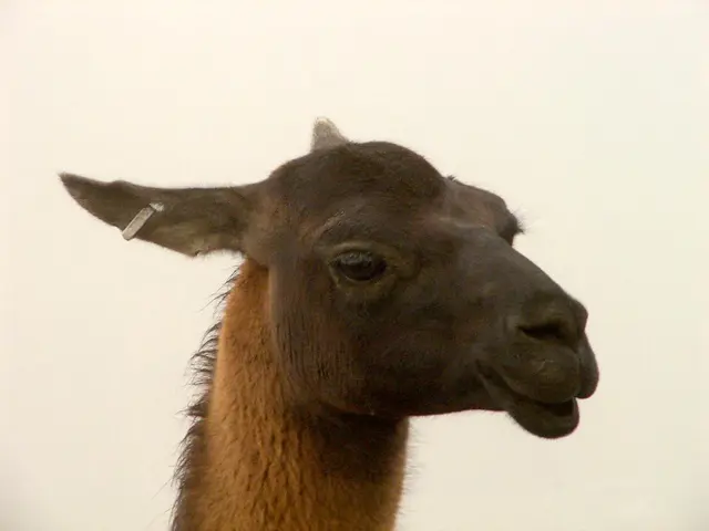 In the image we can see there is an animal and there is an earring in his ear.