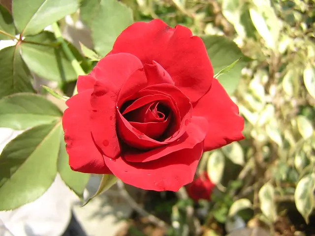 In this picture there is a plant which has two rose flowers on it.