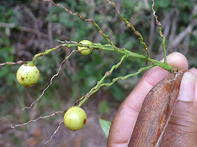 A human is holding the stem of a plant.