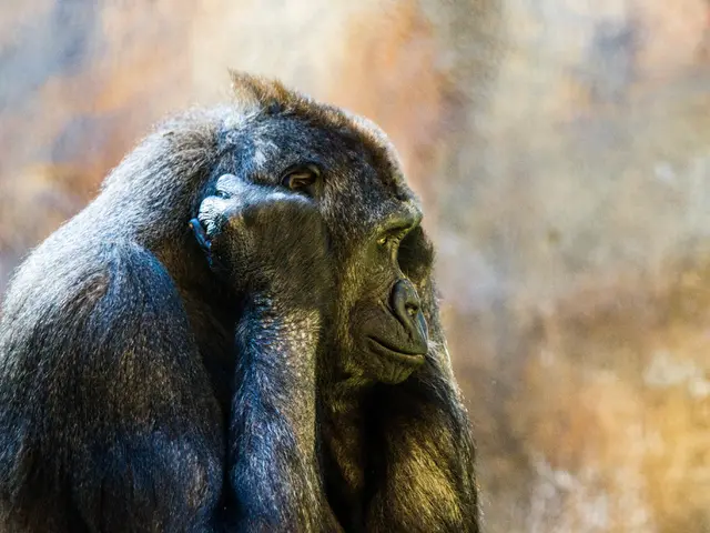 On the left side there is a chimpanzee. In the background it is blurred.